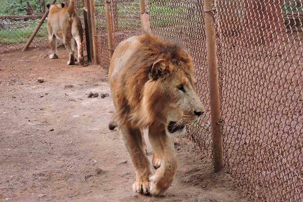 Nairobi Animal orphanage